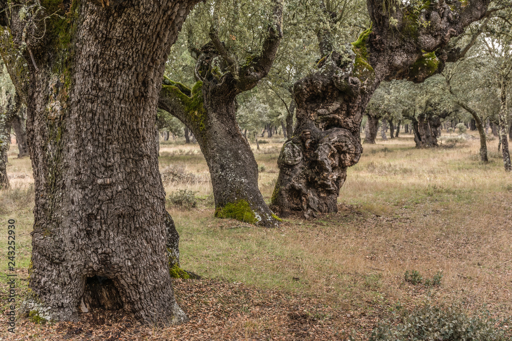 Las Majadas National Park in San Pedro de Ceque in Zamora, place of millenary oaks (Spain) Las Majadas National Park in San Pedro de Ceque in Zamora, place of millenary oaks (Spain)
