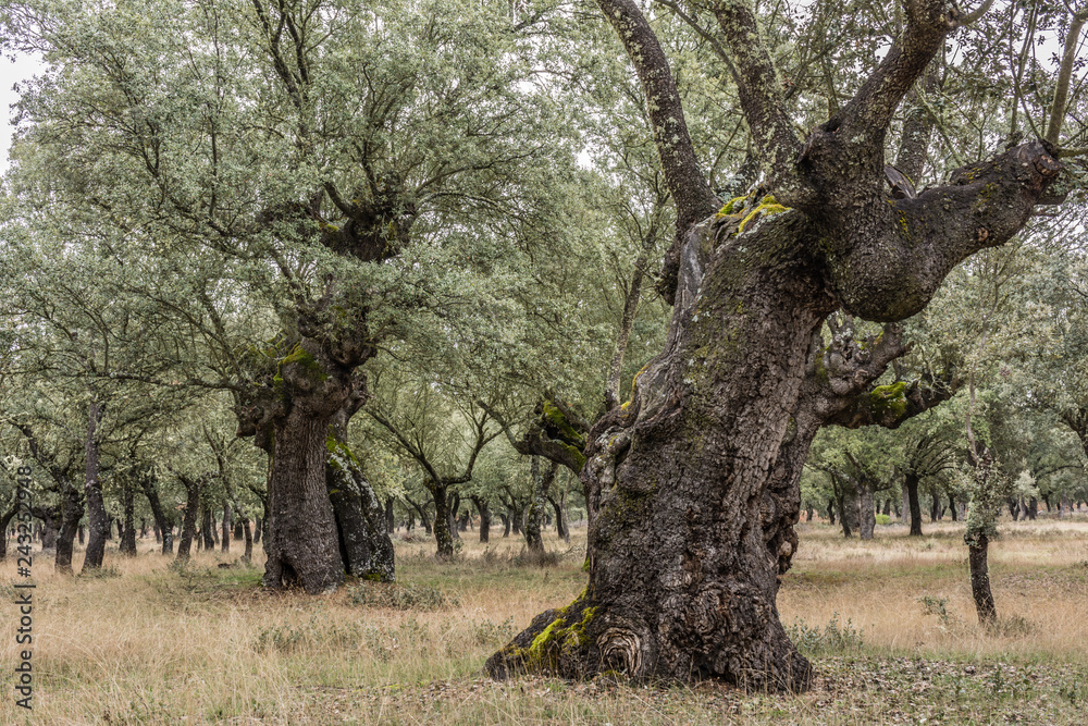 Las Majadas National Park in San Pedro de Ceque in Zamora, place of millenary oaks (Spain) Las Majadas National Park in San Pedro de Ceque in Zamora, place of millenary oaks (Spain)