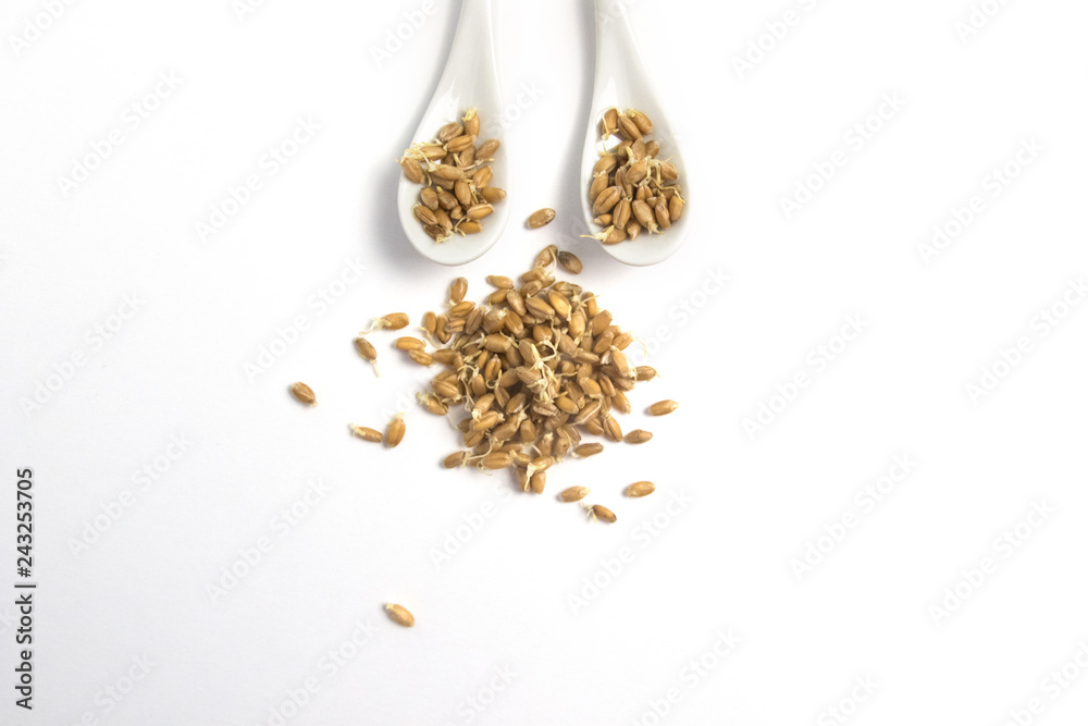 Sprouted wheat on a light background. toned Sprouted wheat on a light background. toned