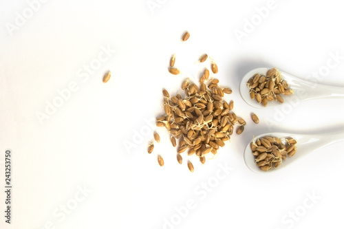 Sprouted wheat on a light background. toned