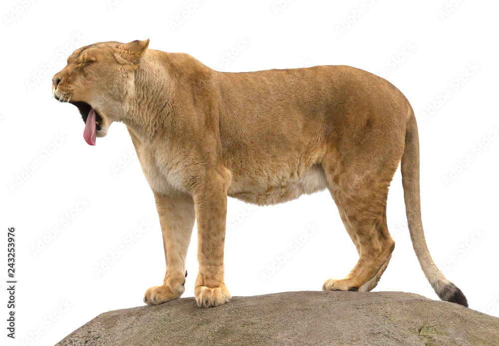 Obraz premium Lioness standing on a rock