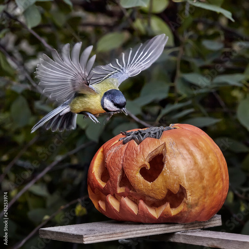 Bird. Chickadee perched on a pumpkin in the autumn.