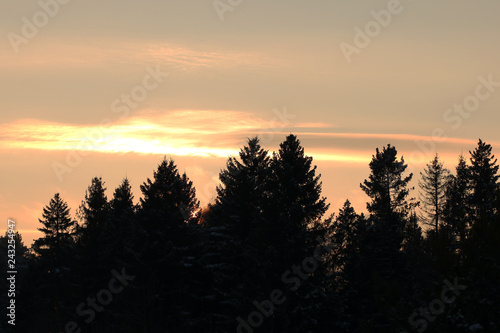 Sunset in winter forest.