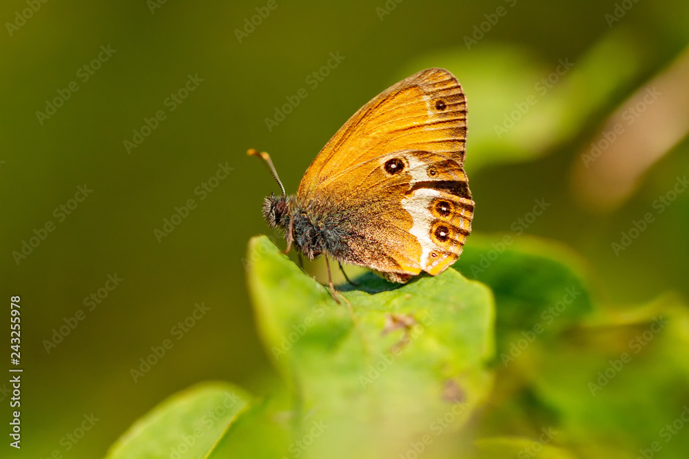 Obraz premium Weißbindiges Wiesenvögelchen