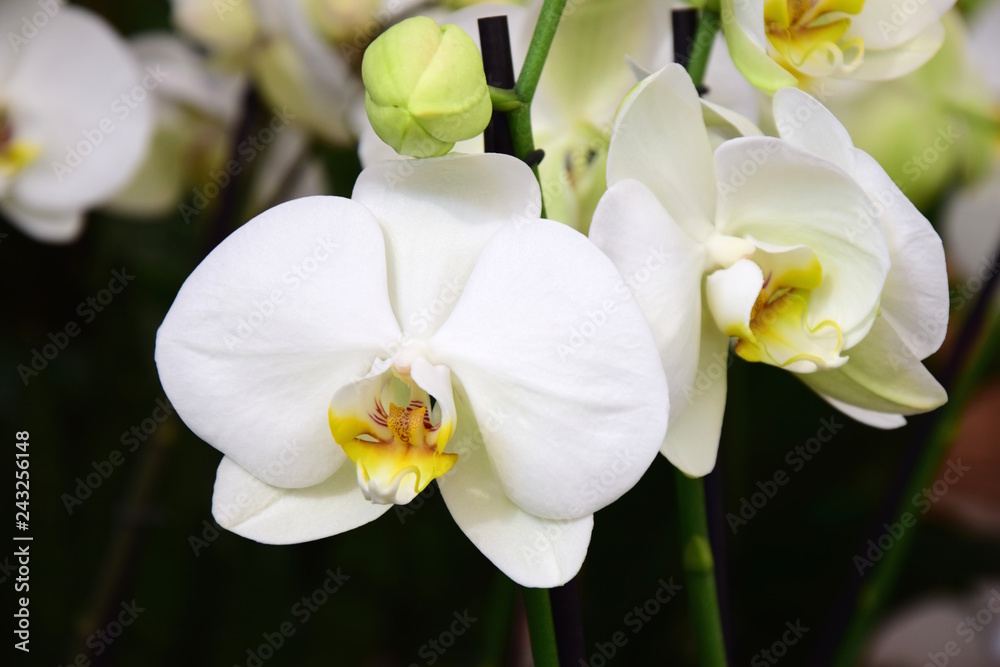 Fototapeta premium Orchidea, kwiaty orchidei
