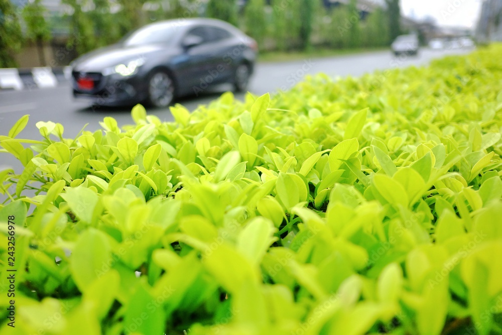 Close up a green plant fence growing on the footbath area with blurred cars on street in the big city Close up a green plant fence growing on the footbath area with blurred cars on street in the big city