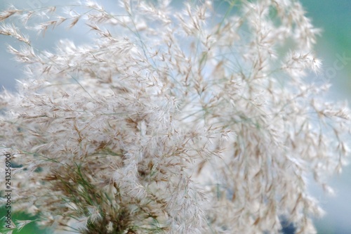 In selective focus of white wild grass flower blossom in a jungle with nature background 