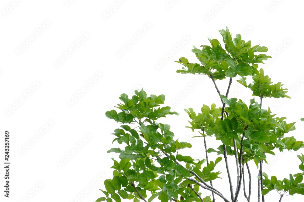 Tropical tree leaves with branches on white isolated background for green foliage backdrop Tropical tree leaves with branches on white isolated background for green foliage backdrop