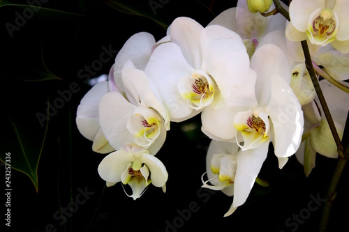 Wei  e Orchidee vor dunklen Hintergrund