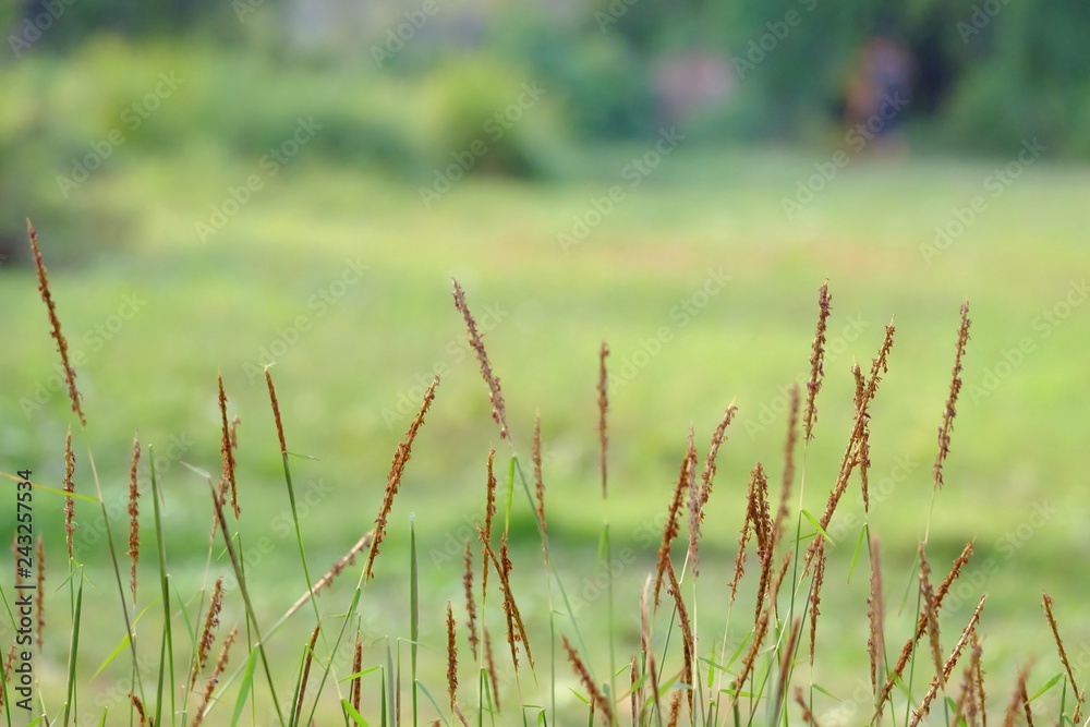 In selective focus wild grass flower blossom in a garden with warm light and green nature background In selective focus wild grass flower blossom in a garden with warm light and green nature background