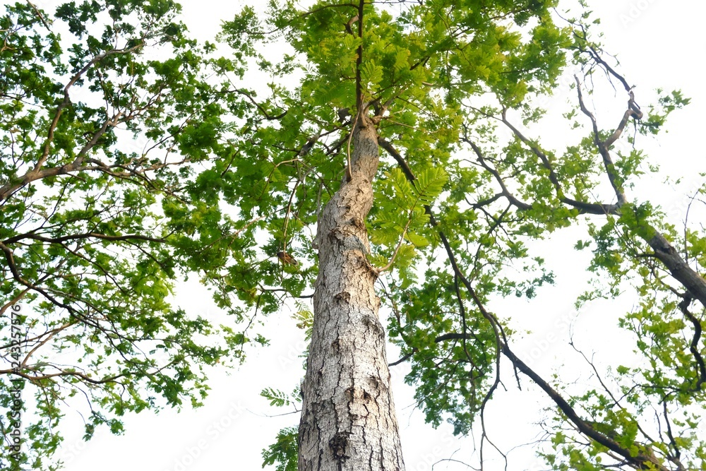 Fototapeta premium Tropical tall tree growing in botanical garden on white sky background 