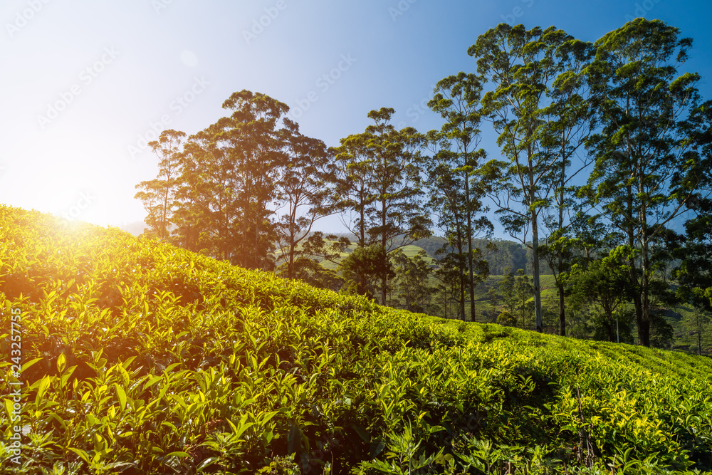 Tea Plantation, Kerala, India. Beautiful idyllic landscape Tea Plantation, Kerala, India. Beautiful idyllic landscape