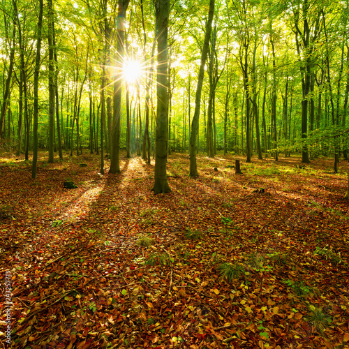 Sunny Forest of Beech Trees