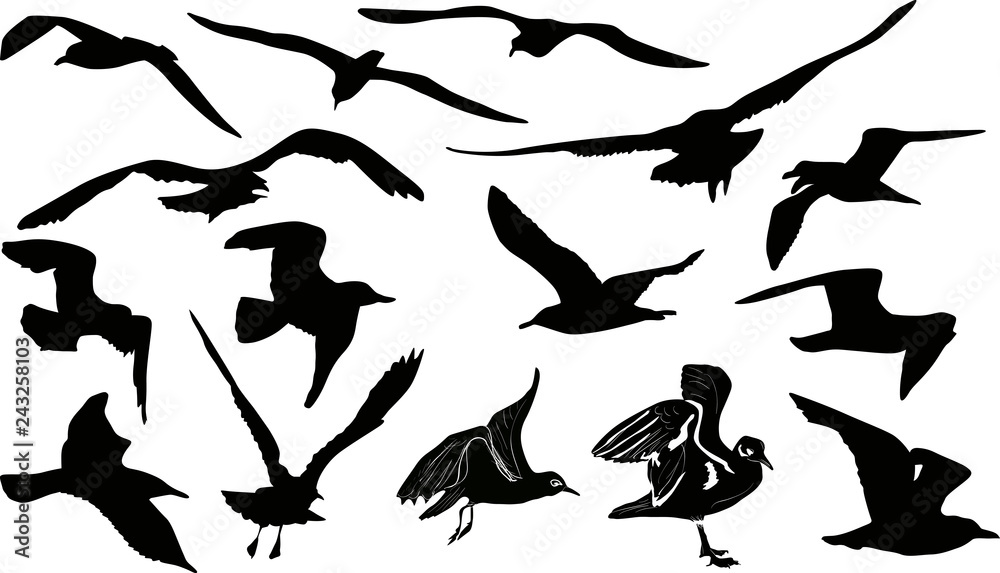 fifteen gulls silhouettes on white background fifteen gulls silhouettes on white background