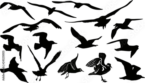 fifteen gulls silhouettes on white background
