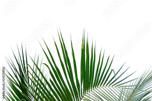 Coconut leaves on white isolated background for green foliage backdrop 