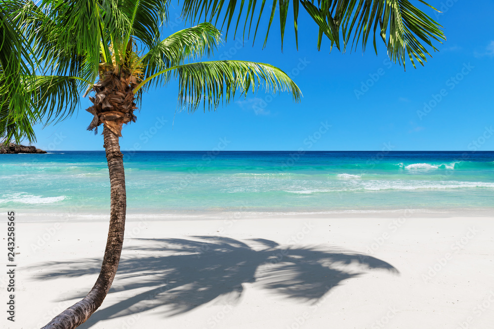 Fototapeta premium Coco palm na piaszczystej plaży i turkusowego morza na wyspie Paradise Jamajka. Moda podróży i koncepcja tropikalnej plaży.