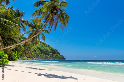Paradise island. Sandy beach with coco palm and turquoise sea. Jamaica island. Summer vacation and travel concept. 