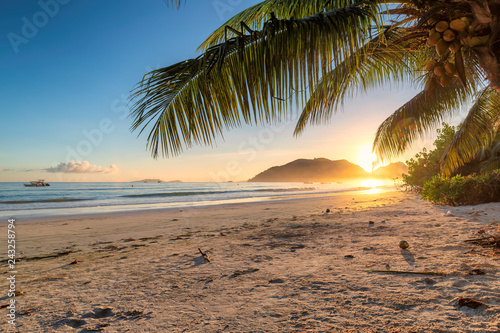 Fototapeta Naklejka Na Ścianę i Meble -  Tropical beach at sunrise with palms in Jamaica island. Summer vacation and travel concept.  