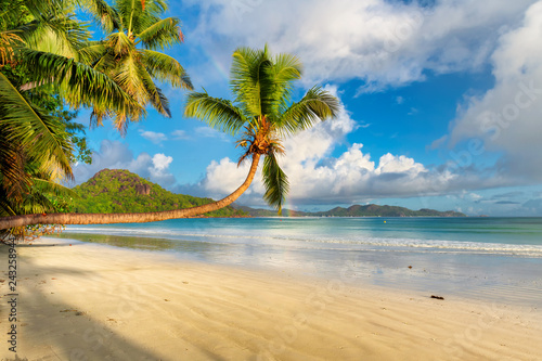 Fototapeta Naklejka Na Ścianę i Meble -  Tropical beach at sunrise with coco palms in Seychelles. Summer vacation and travel concept.  
