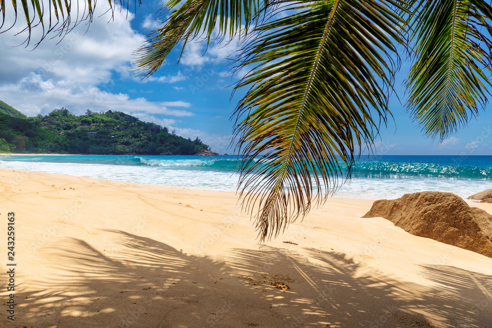 Obraz premium Piaszczysta plaża z palmami i turkusowym morzem na wyspie Seszele. Letnie wakacje i koncepcja podróży.