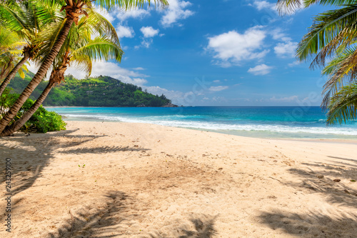 Tropical sandy beach with palms and turquoise sea in Seychelles island. 