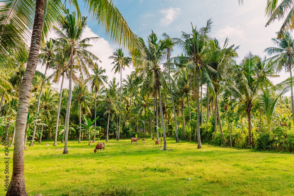 Coconut palms and green grass in Bali with cow Coconut palms and green grass in Bali with cow