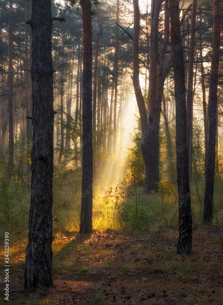 Fototapeta premium Morning. Forest. The sun. Sun rays. Nature. Landscape.