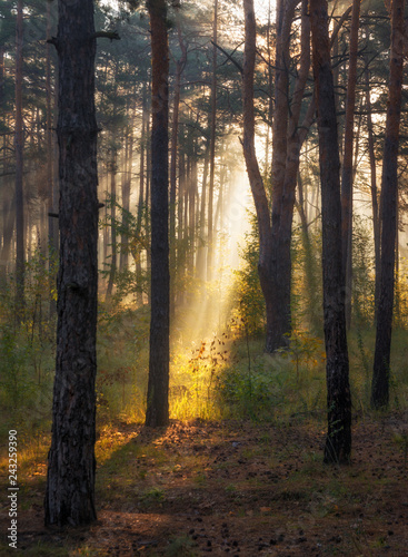 Morning. Forest. The sun. Sun rays. Nature. Landscape.