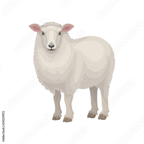 Flat vector design of cute East Friesian sheep. Domestic animal with thick woolly coat and pink ears. Livestock farming