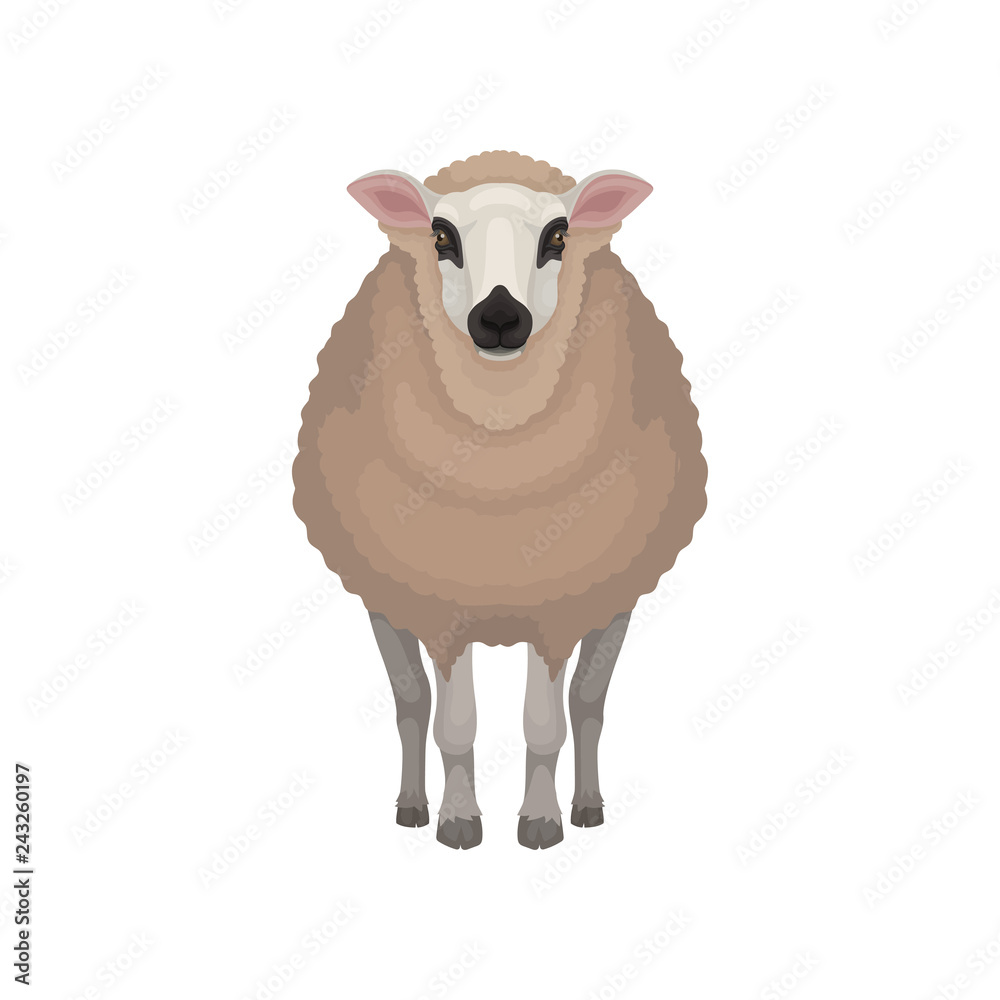 Flat vector icon of kerry sheep. Domestic animal with brown coat, black nose and circles around eyes. Livestock farming Flat vector icon of kerry sheep. Domestic animal with brown coat, black nose and circles around eyes. Livestock farming