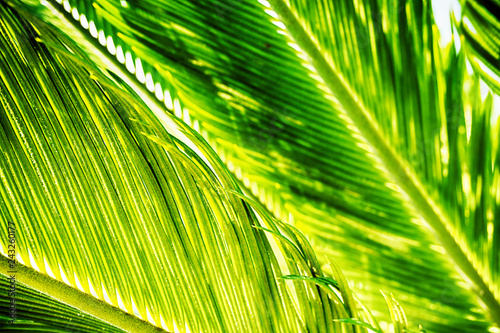 palm tree leaf texture