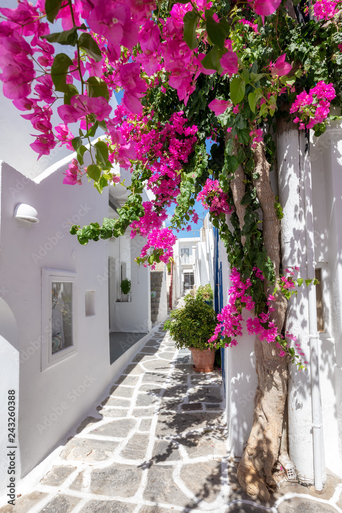 Naklejka premium Biała aleja z kolorowymi kwiatami oleandrów i białymi domami na Cykladach w lecie, Grecja