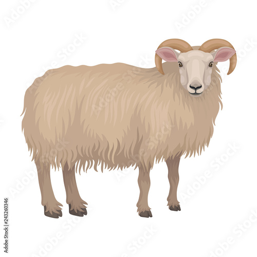 Detailed flat vector icon of dorset male sheep. Cute farm animal. Ram with beige woolly coat and curved horns