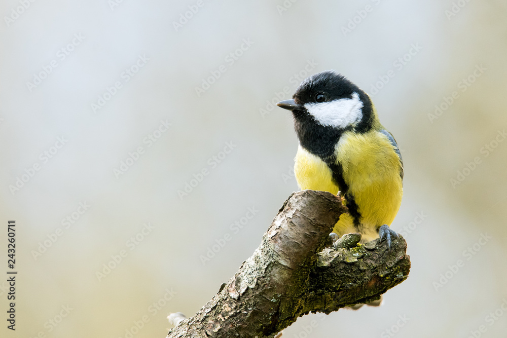 Fototapeta premium Great Tit - Parus major