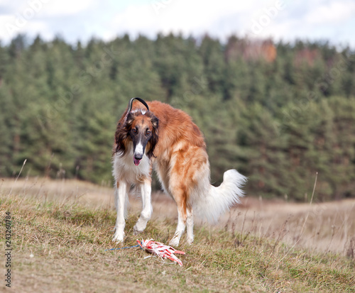 Valokuva Russian hunting sighthound running on the field in autumn