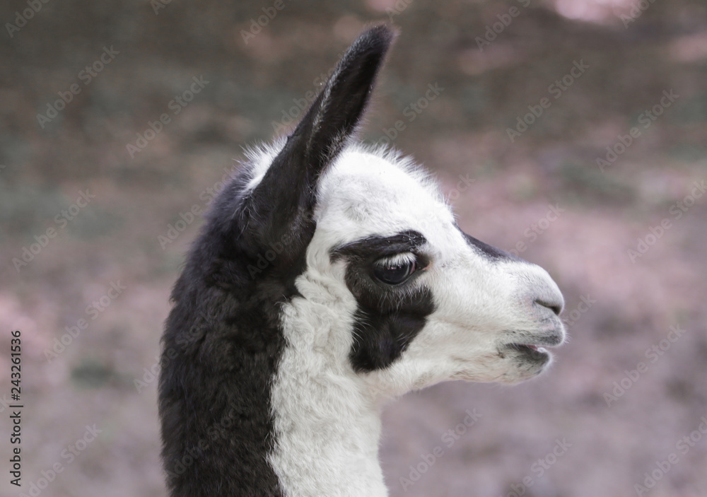 Obraz premium Lamababy im Profil