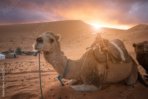 Camel lying on sand dunes in front of a camp. Amazing sunset over the dunes Erg Chebbi in the Sahara desert near Merzouga, Morocco , Africa. Beautiful sand landscape with stunning sky.  photo