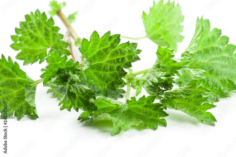 Leaves green nettle isolated Leaves green nettle isolated