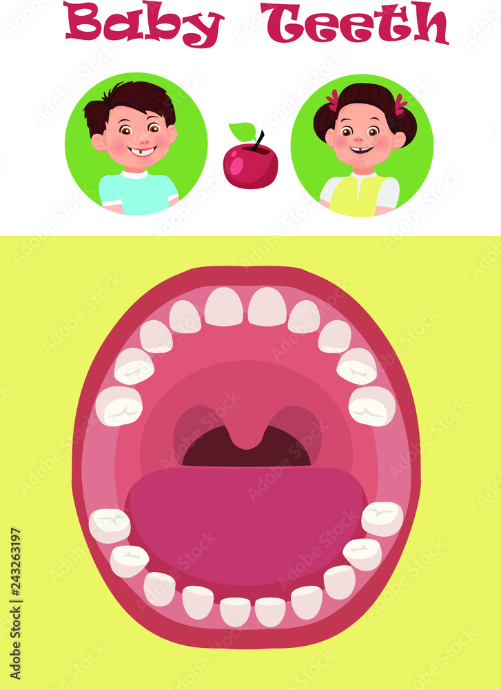 Tooth arrival chart infographic. Temporary teeth - names, groups, period of eruption and shedding of the children. Vector illustration, baby teeth. Tooth arrival chart infographic. Temporary teeth - names, groups, period of eruption and shedding of the children. Vector illustration, baby teeth.