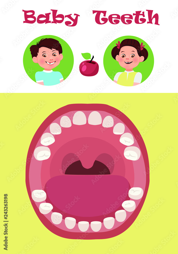 Tooth arrival chart infographic. Temporary teeth names, groups