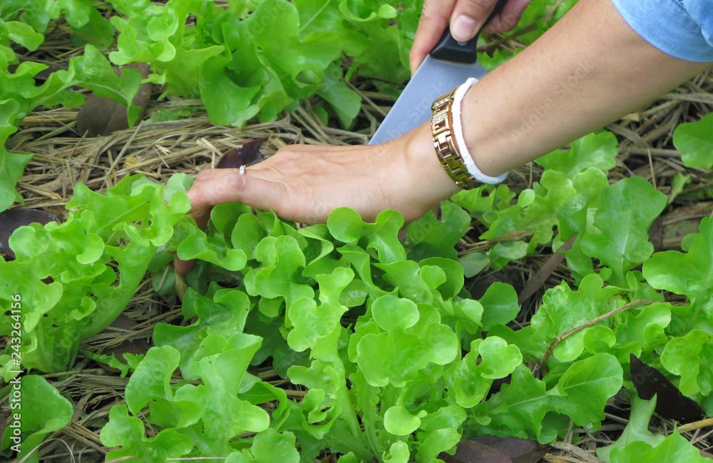 Cutting organic green oak vegetable by woman's hand in the garden. Preparing for family healthy food. 