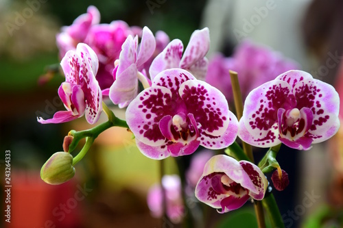 Fototapeta Naklejka Na Ścianę i Meble -  Orchidee