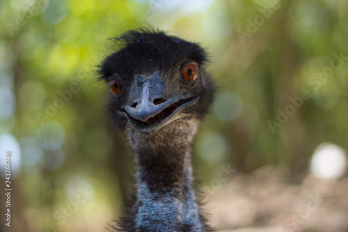 portrait of an Emu