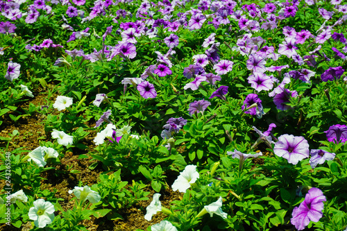 flower bed blooming with purple and pink color and green leaf - photo