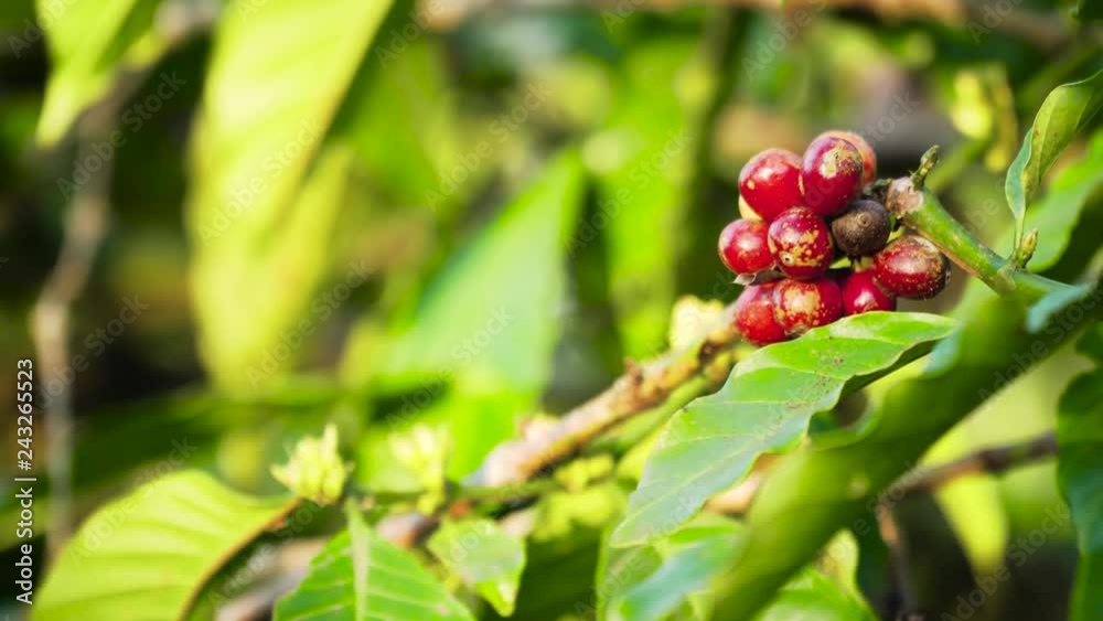 coffee beans ripening on branch coffee tree. coffee farm and plantation on indonesia. red coffee berries coffee beans ripening on branch coffee tree. coffee farm and plantation on indonesia. red coffee berries