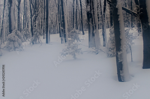 Fototapeta Naklejka Na Ścianę i Meble -  Zima w lesie 