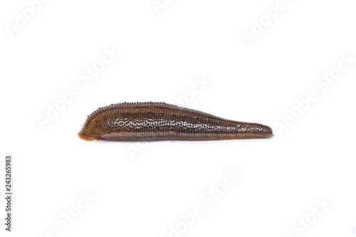 Jawed blood-sucking leech, one of predatory leech isolated on white background