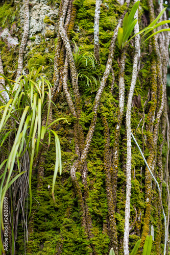close up of Rainforest leaves, mosses and ferns 