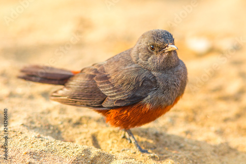 black and red mocking cliff chat on the ground in Kruger National Park, South Africa. Thamnolaea cinnamomeiventris species. female bird. photo